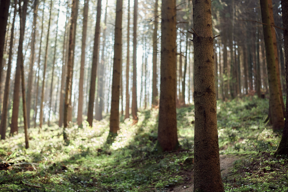 Restore your Senses with Forest Bathing