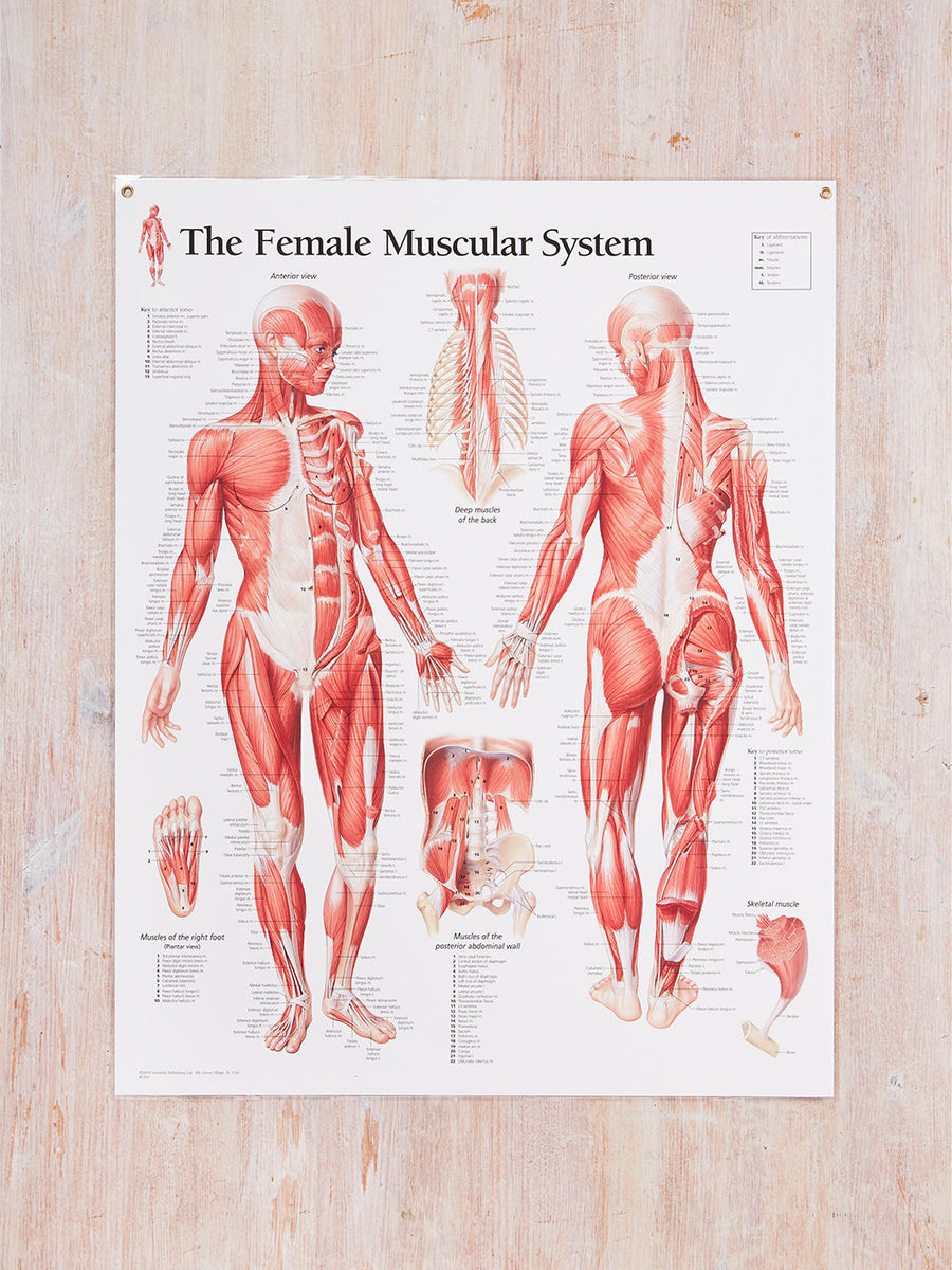 Female Muscular System Diagram Laminated Muscular System Anatomical