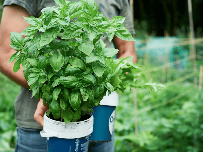 5 Healthy Summer Recipes & The Benefits Of Seasonal Eating