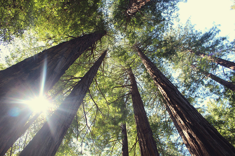 Vrksasana: Lessons From A Tree On Nature’s Medicine