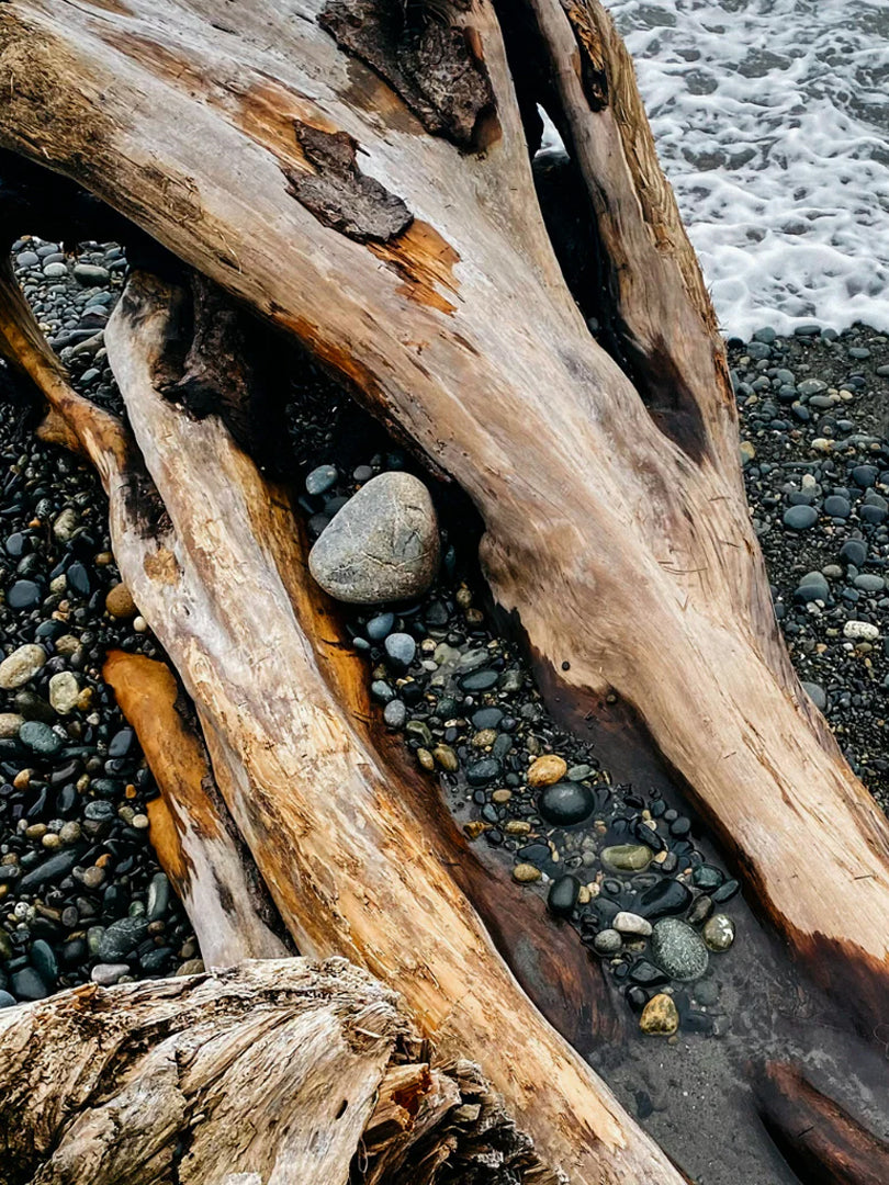 St. Eval Candle Tin - Sea Moss & Driftwood