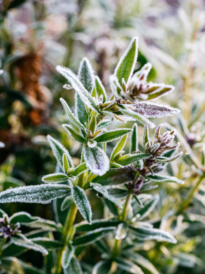 St. Eval Candle Tin - Winter Thyme