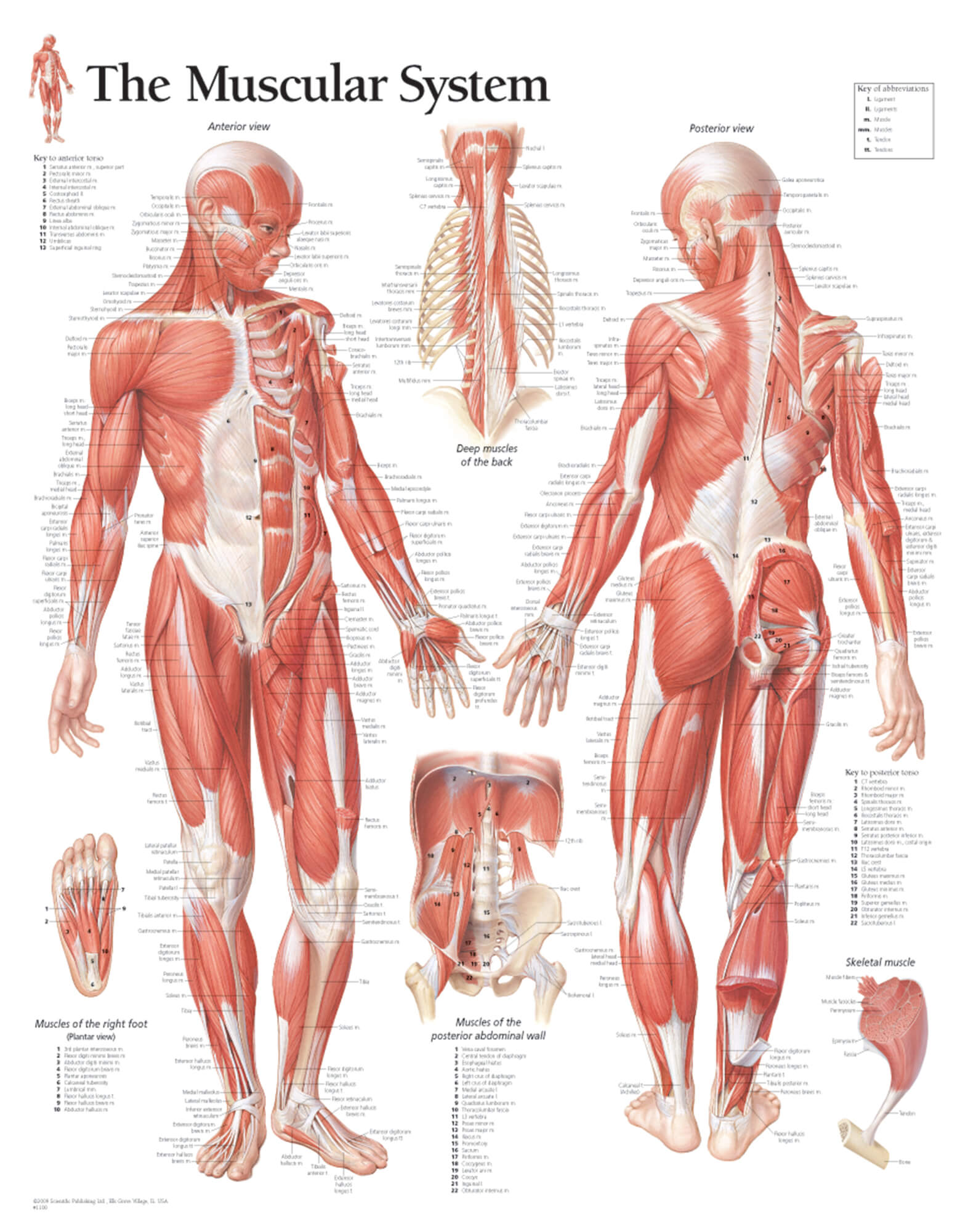 Muscular System Male Laminated Poster