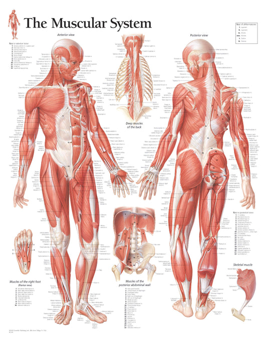 Muscular System Male Laminated Poster