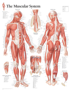 Muscular System Male Laminated Poster