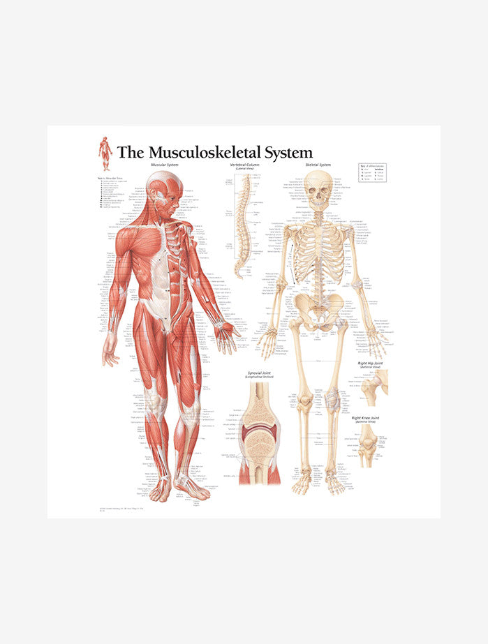 Musculoskeletal System Anatomy