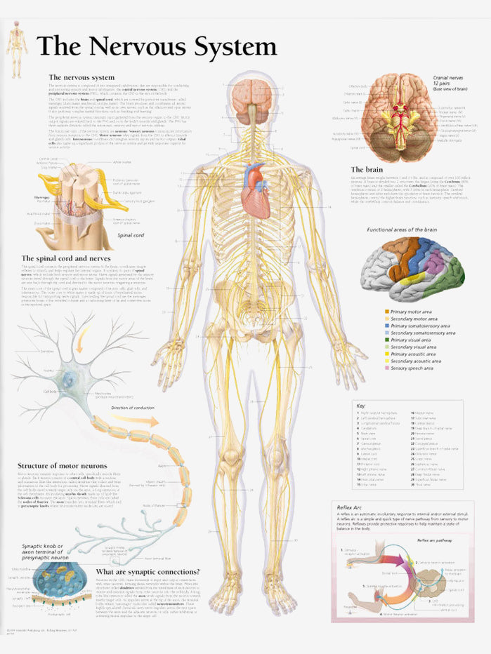 The Nervous System Laminated Poster