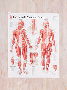 Muscular System Female Laminated Poster